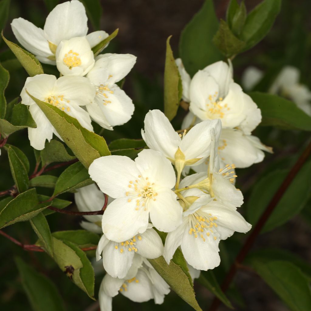 Philadelphus pekinensis - Filadelfo