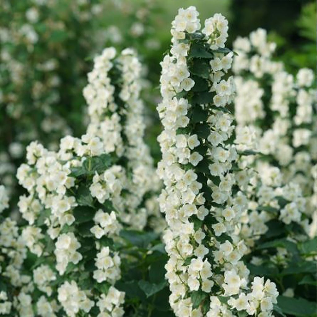 Philadelphus coronarius Illuminati Tower