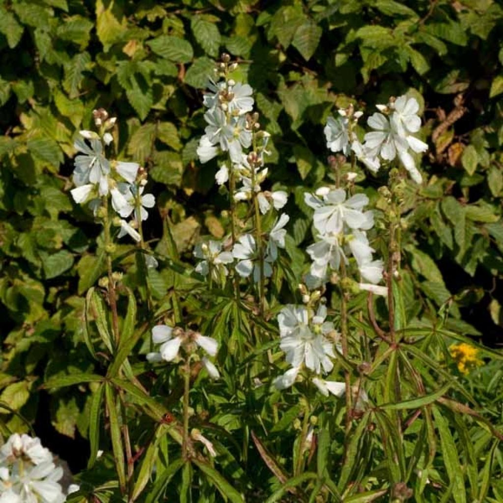 Sidalcea candida
