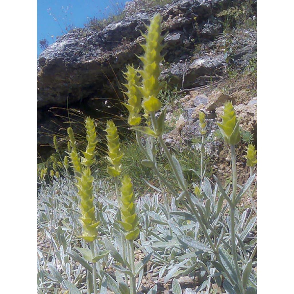 Sideritis scardica - Thé des bergers du Mont Olympe 