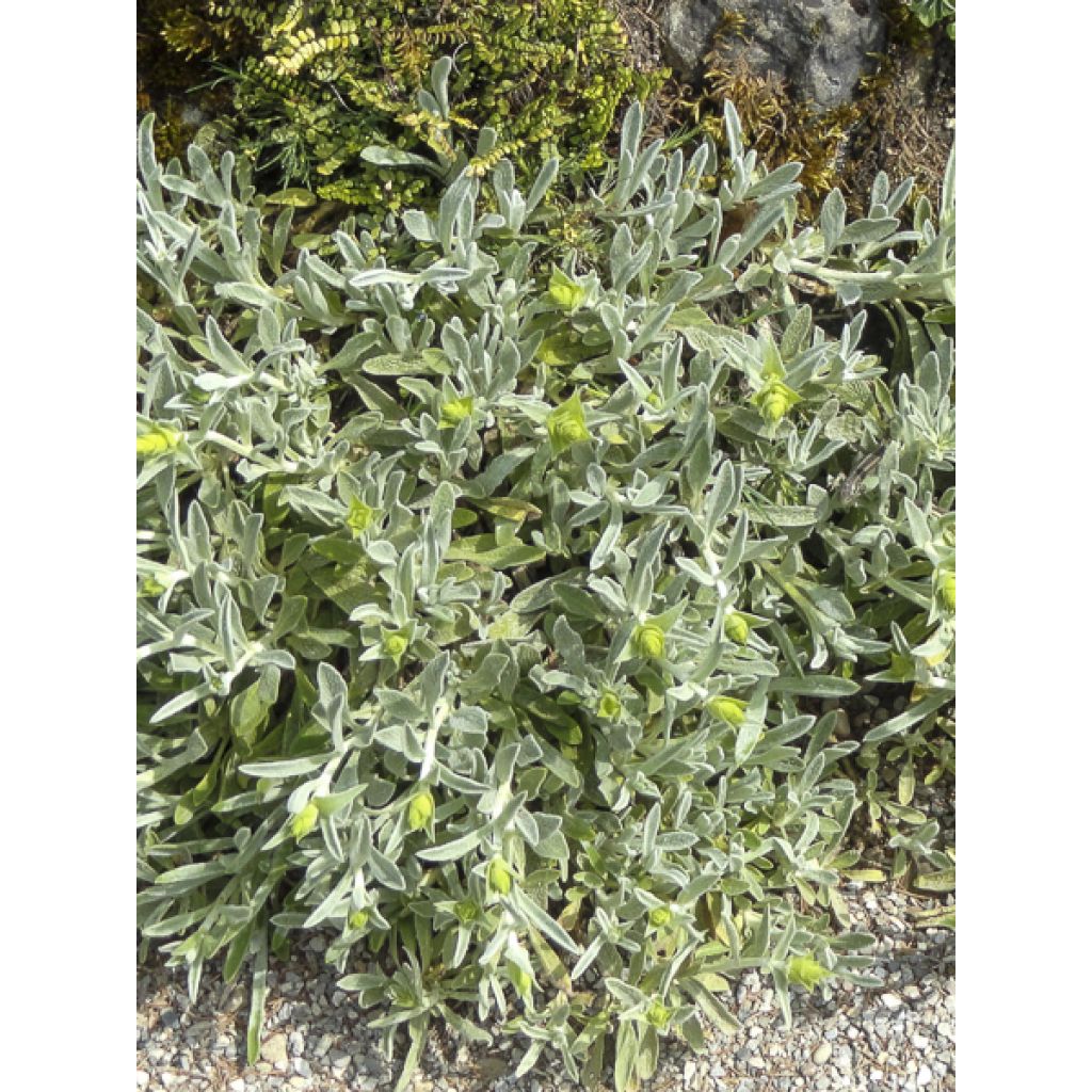 Sideritis scardica - Thé des bergers du Mont Olympe 