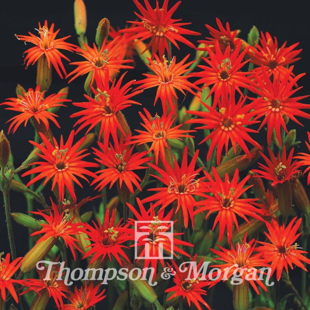 Silene laciniata Jack Flash