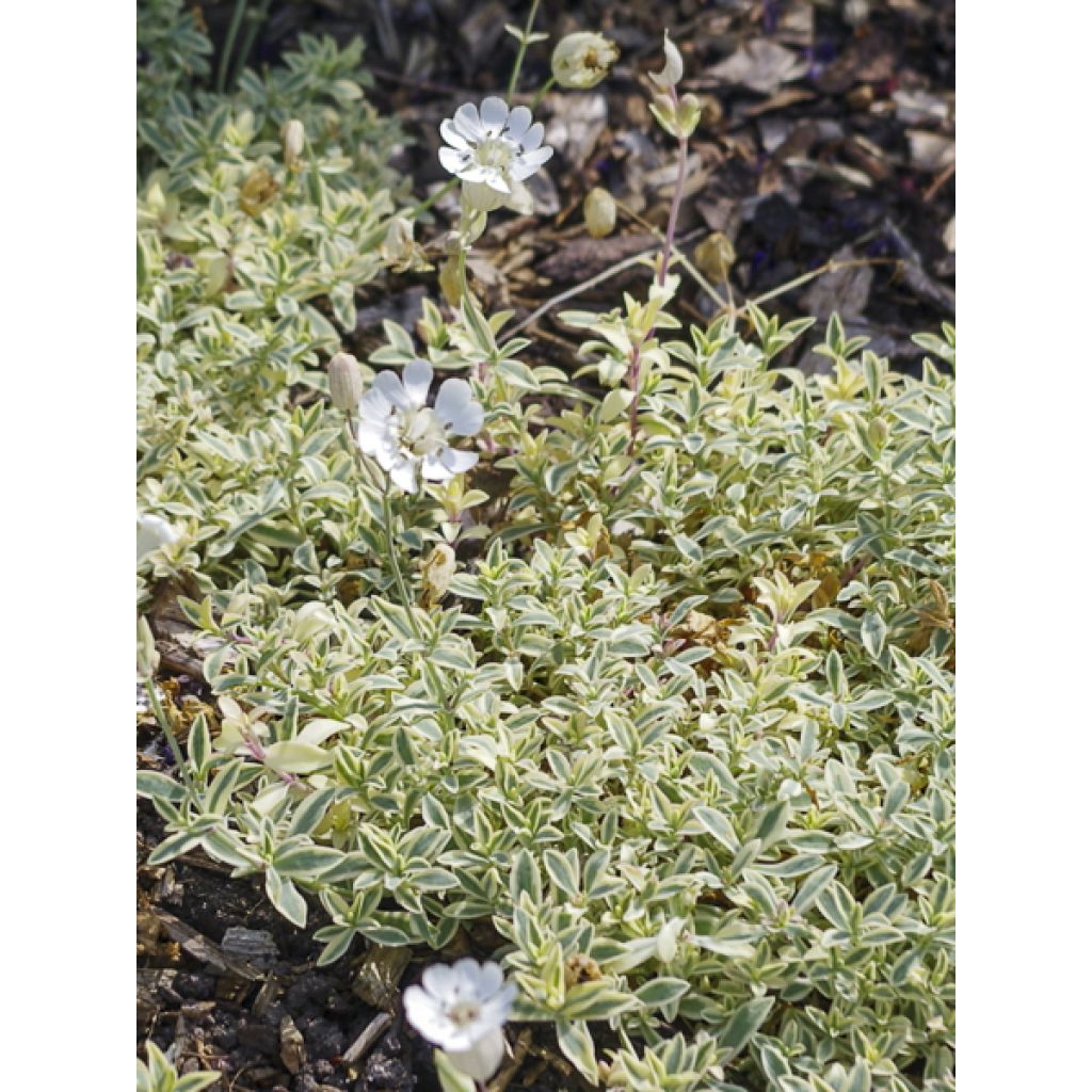 Silène maritime Druett's Variegated - Silene uniflora