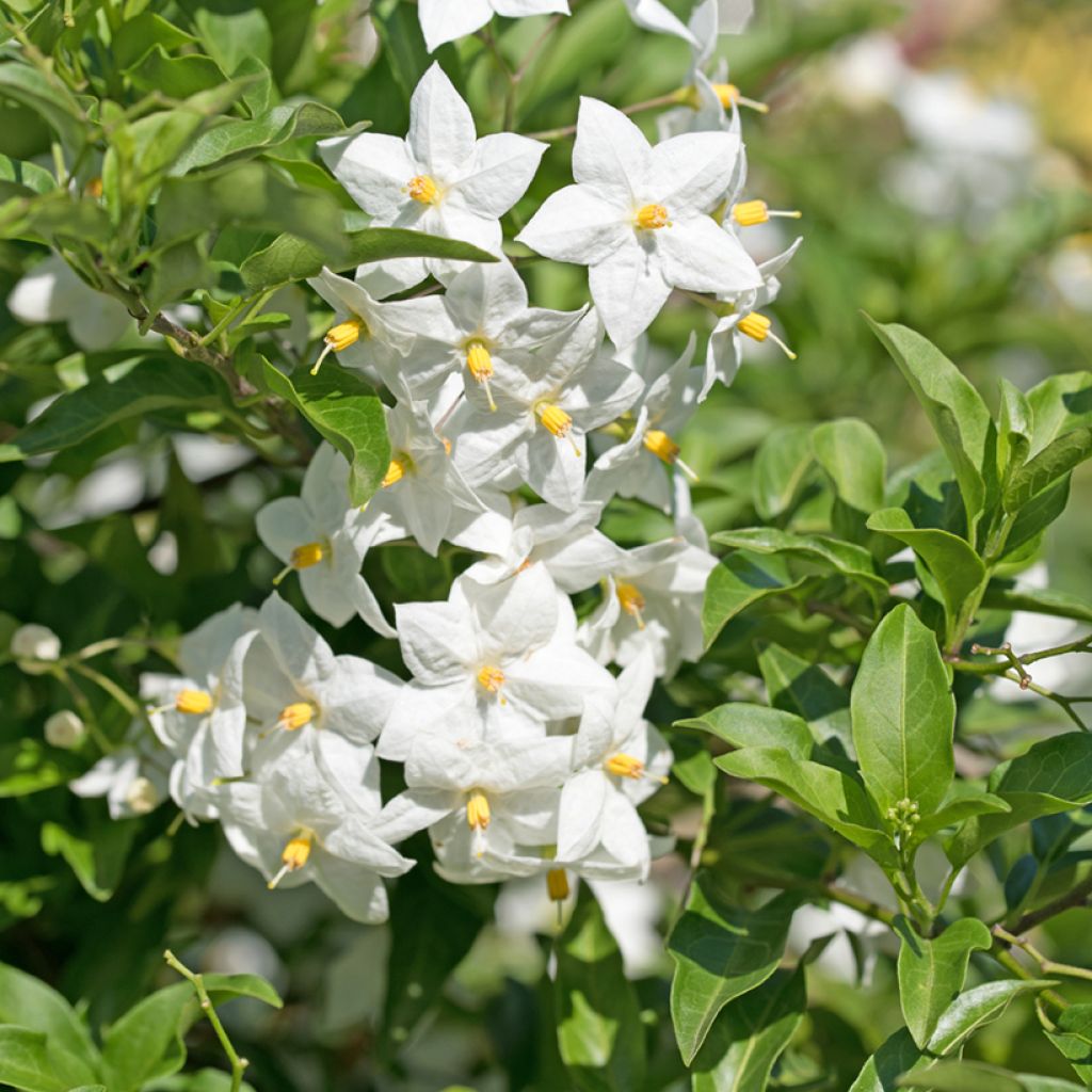 Solanum jasminoides - Gelsomino di notte