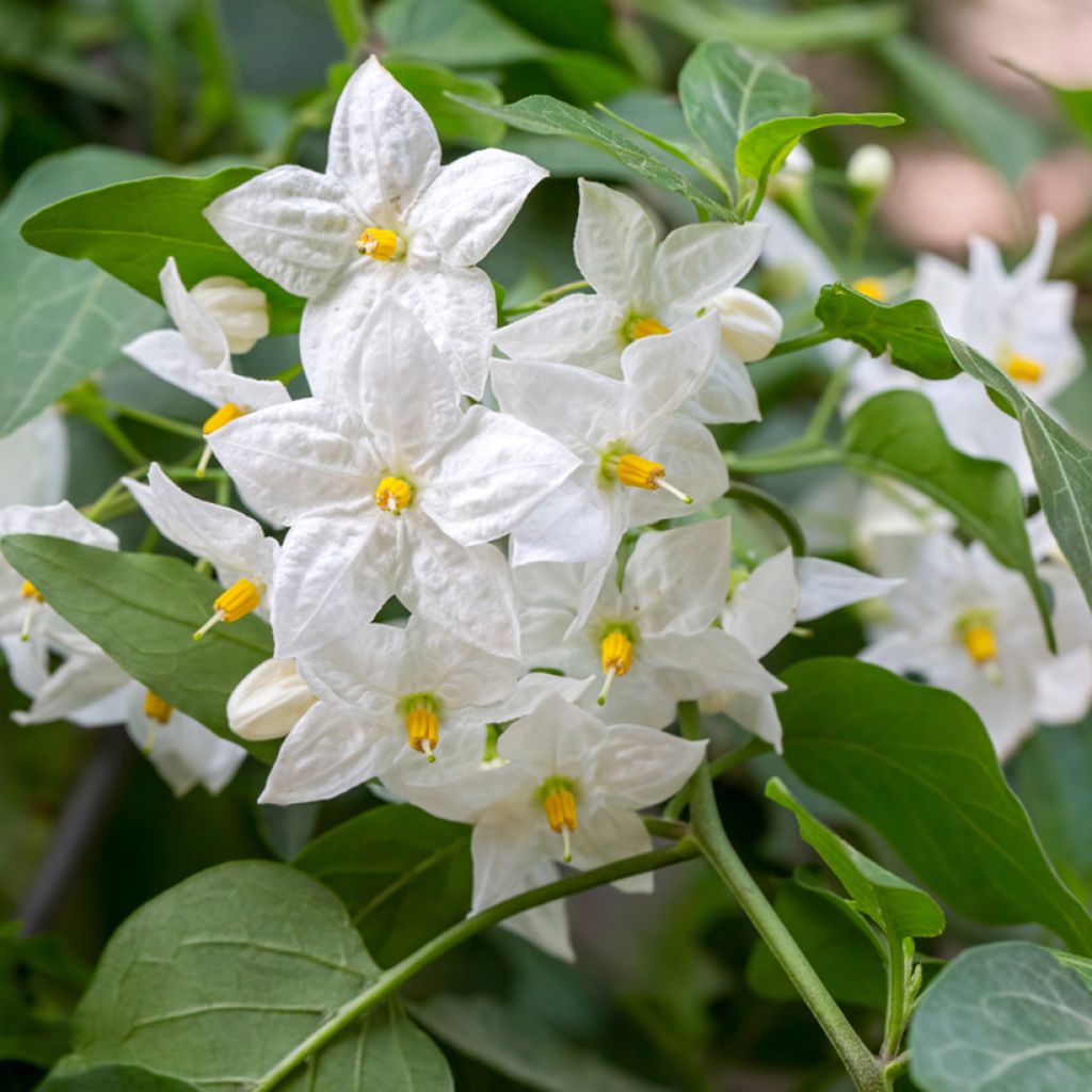 Solanum jasminoides - Gelsomino di notte