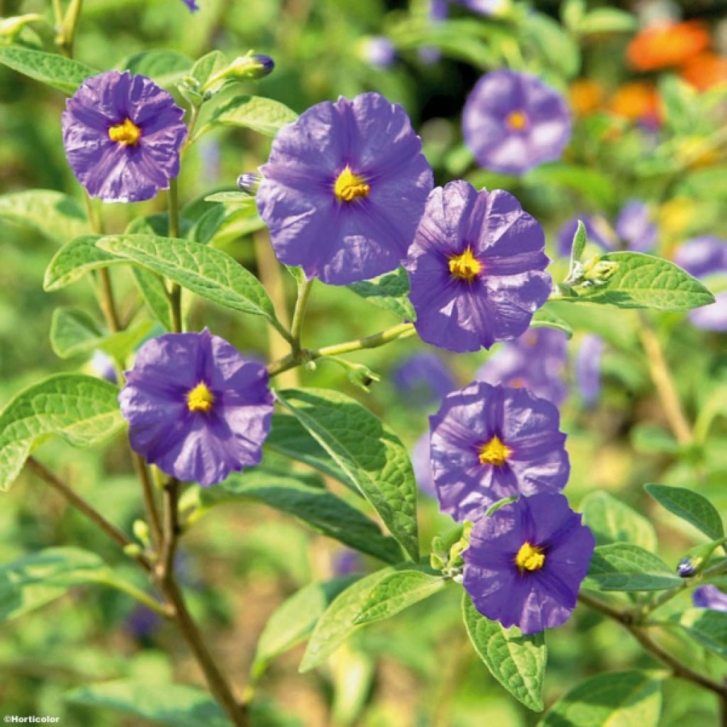 Solanum rantonnetii