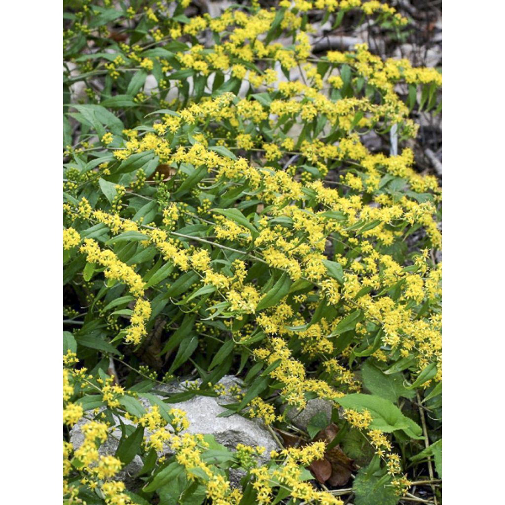 Solidago caesia - Verge d'or bleuâtre