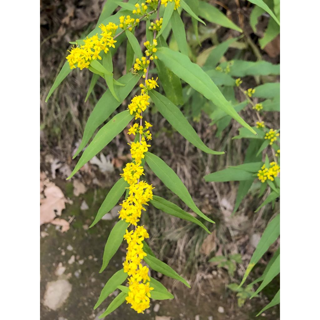 Solidago caesia - Verge d'or bleuâtre