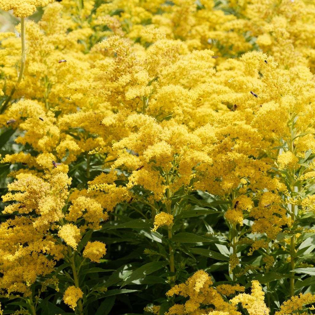 Solidago canadensis Golden Baby - Verga d'oro del Canadà