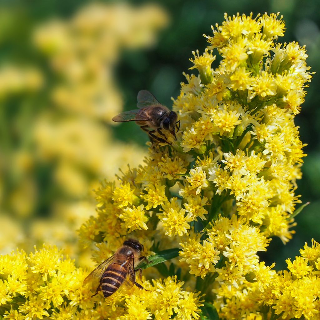 Solidago canadensis Golden Baby - Verga d'oro del Canadà