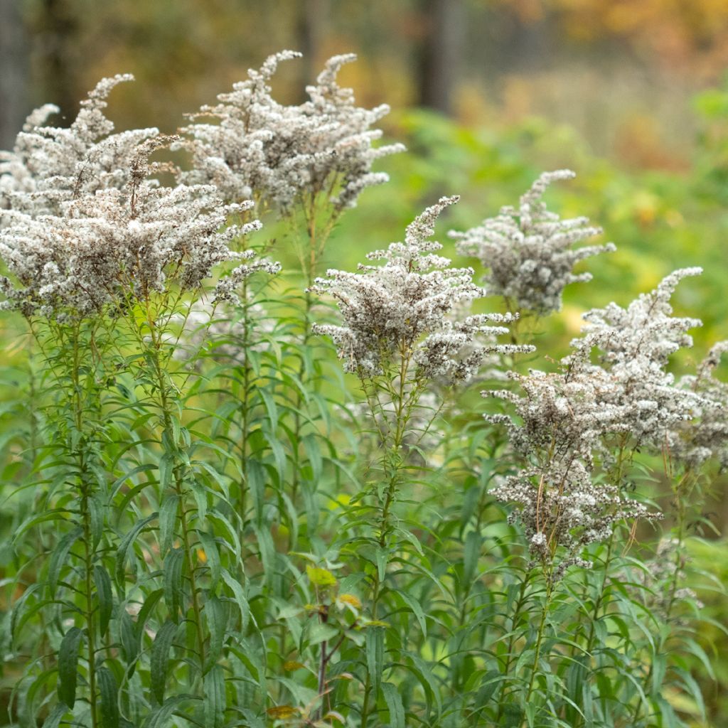 Solidago canadensis Golden Baby - Verga d'oro del Canadà
