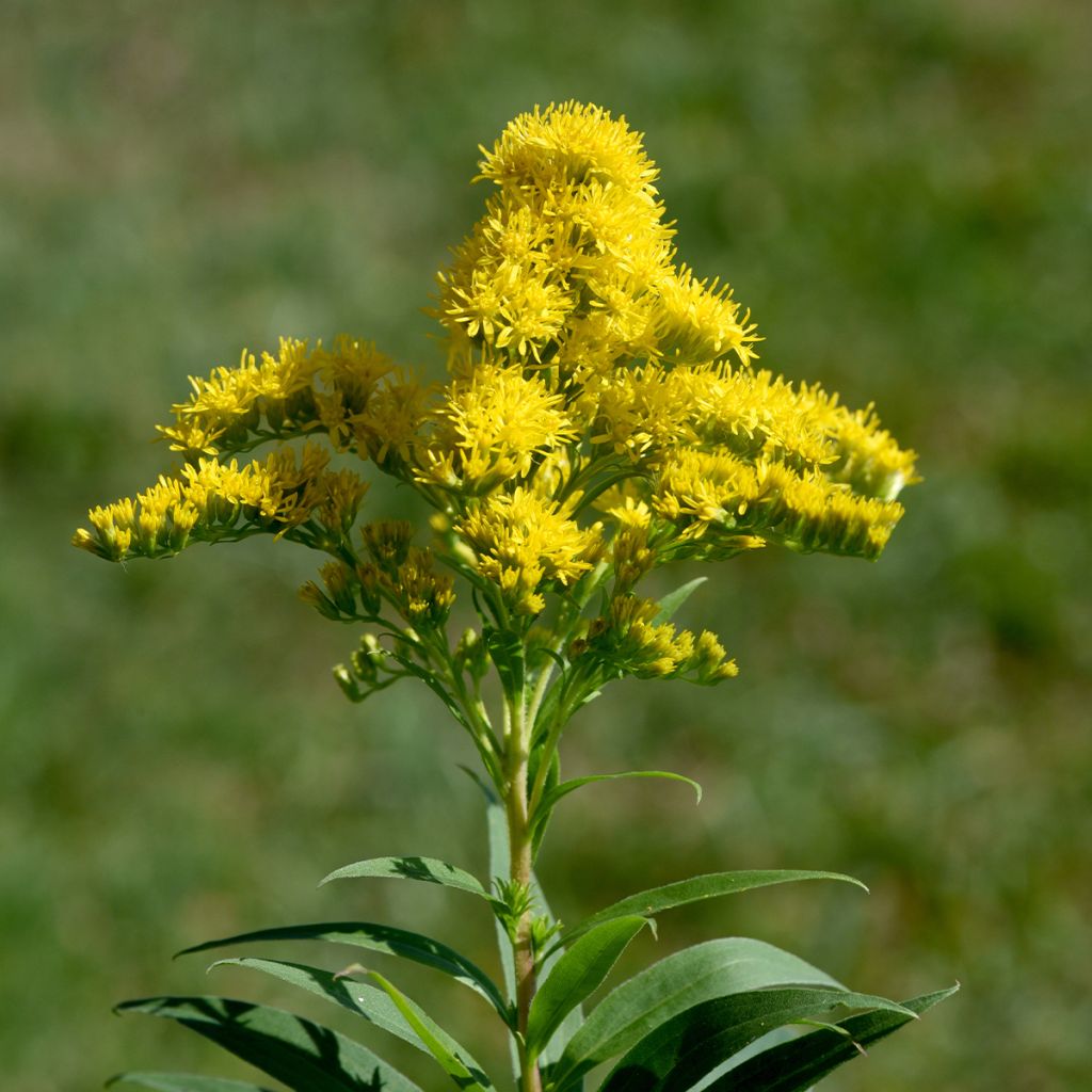 Solidago canadensis Golden Baby - Verga d'oro del Canadà