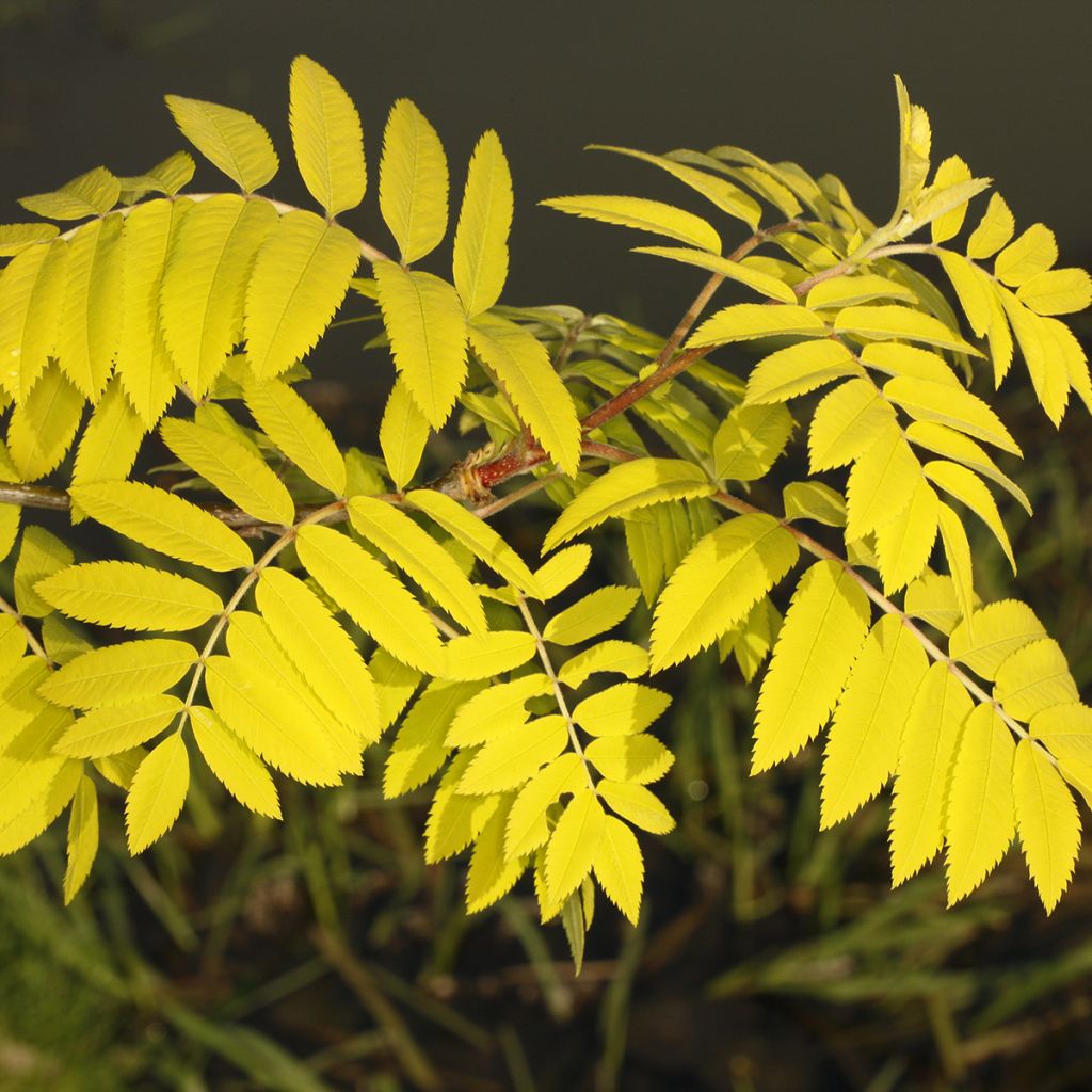 Sorbus aucuparia Dirkenii