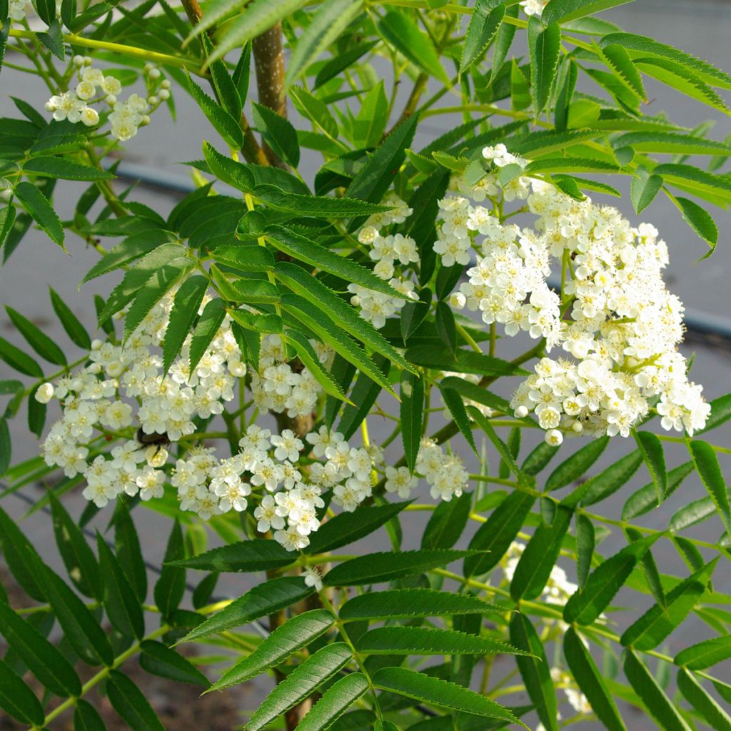 Sorbus wilfordii - Sorbo