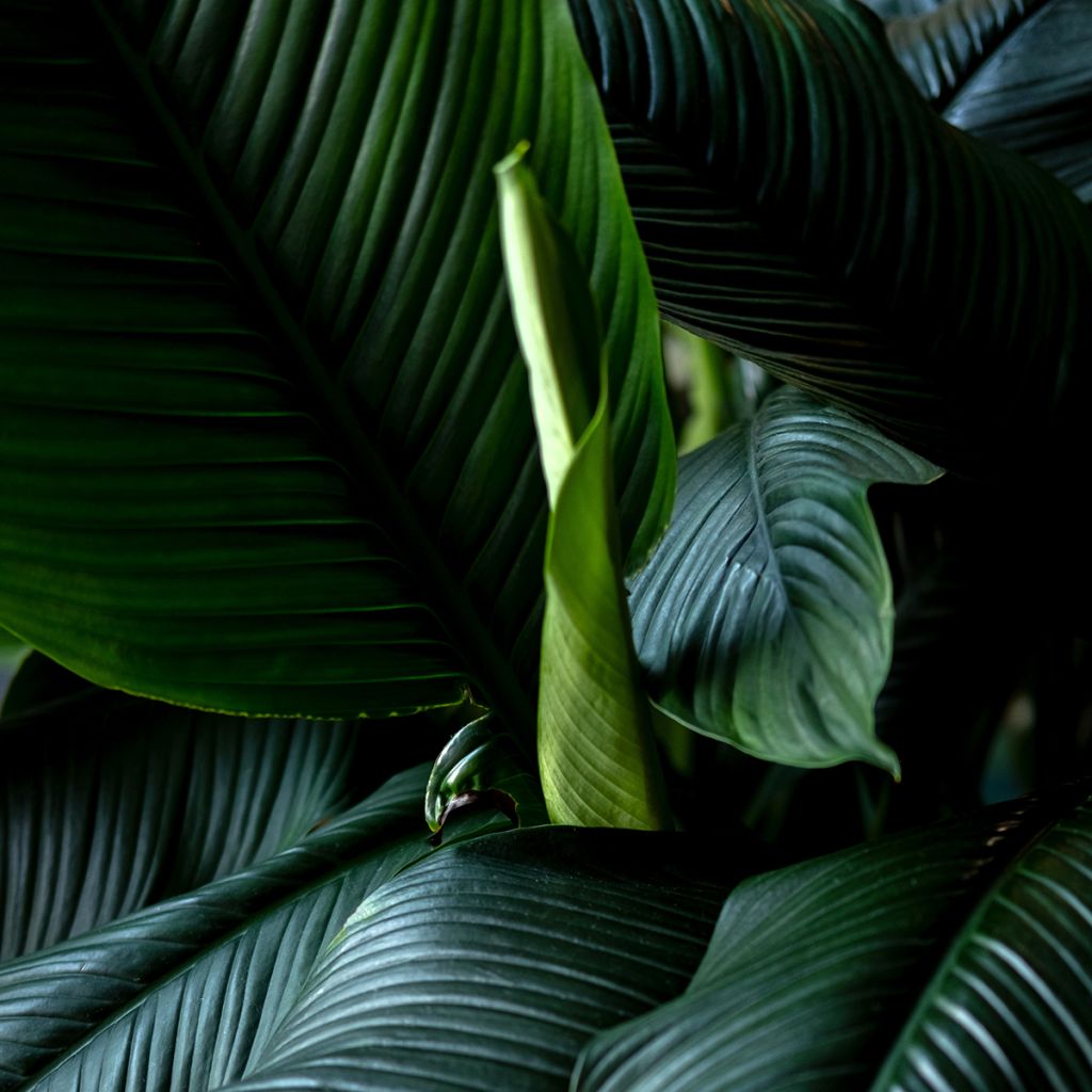 Spatifillo Sensation - Spathiphyllum 