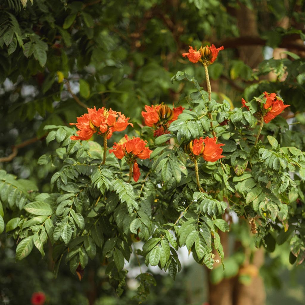 Spathodea campanulata