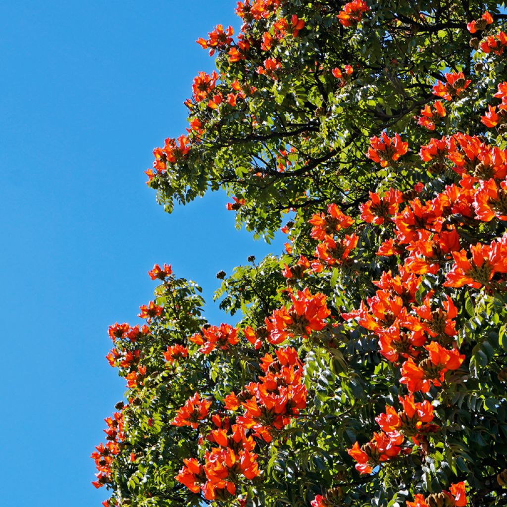 Spathodea campanulata