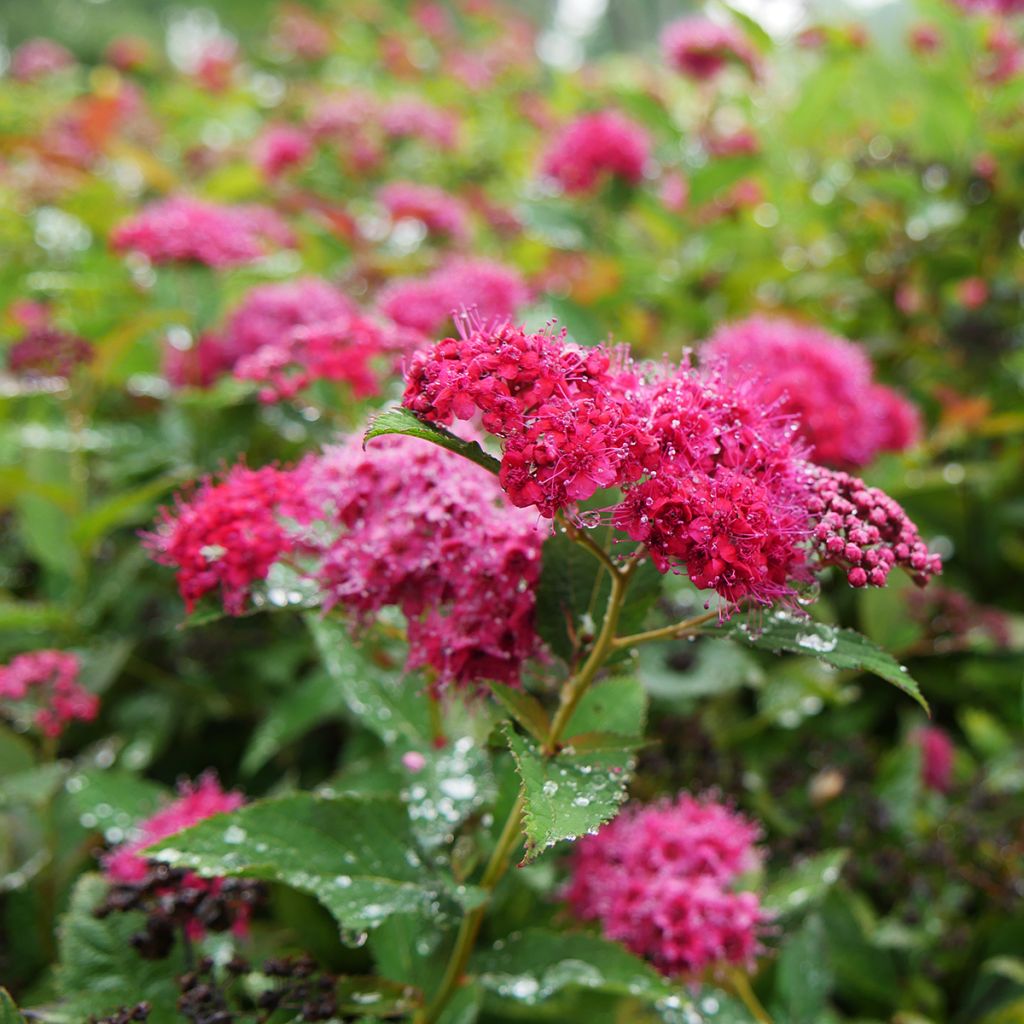 Spiraea japonica Double Play Doozie - Spirea del Giappone