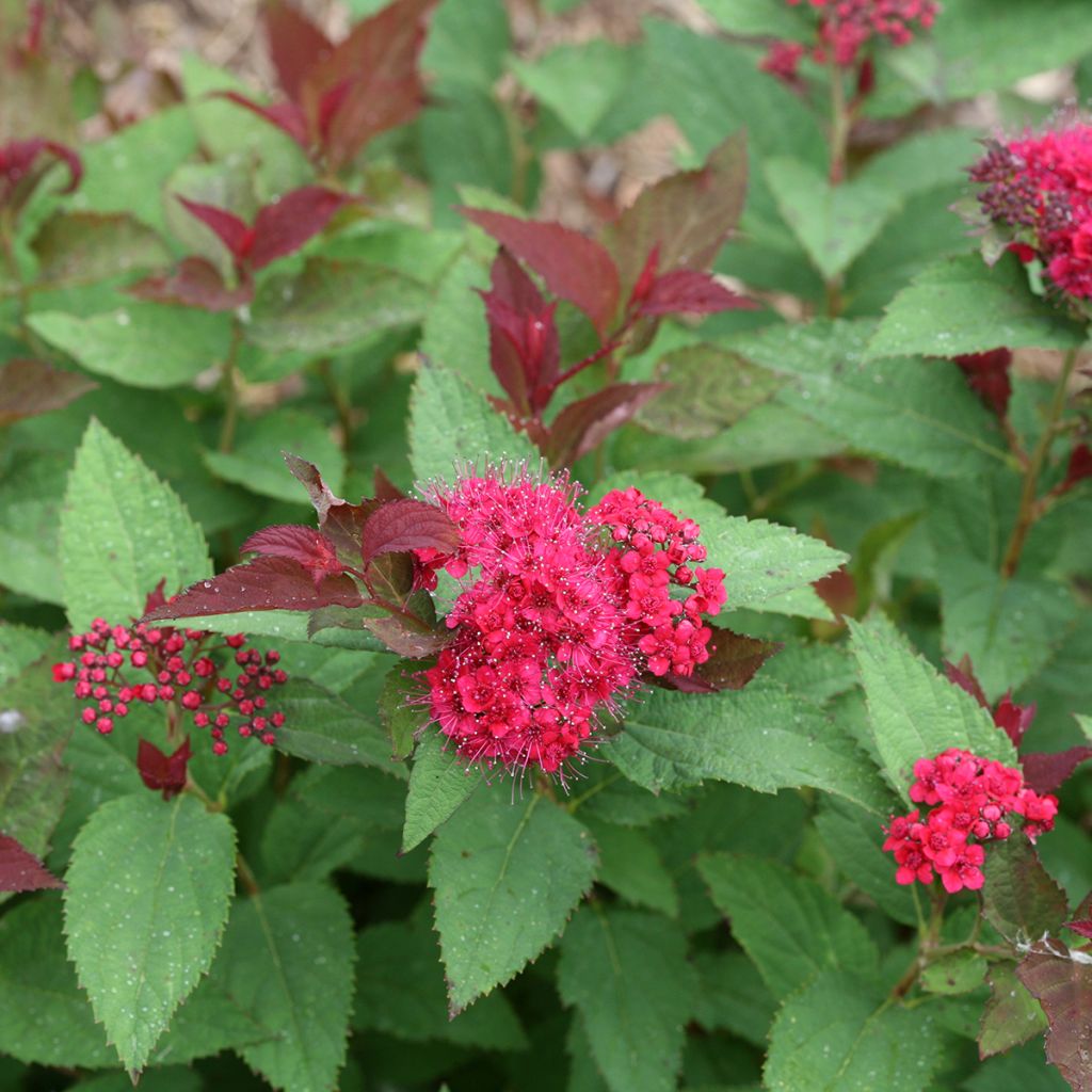 Spiraea japonica Double Play Doozie - Spirea del Giappone