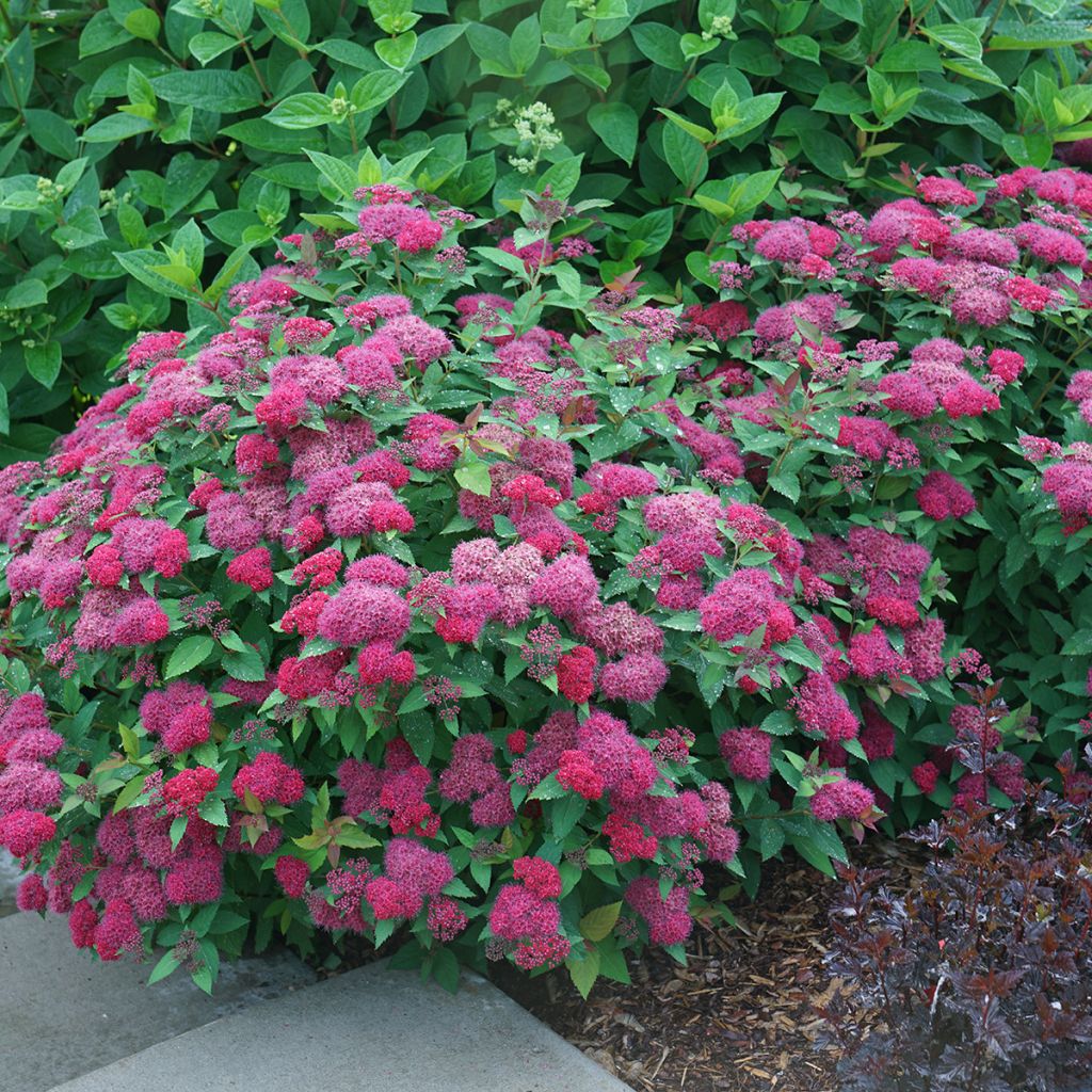 Spiraea japonica Double Play Doozie - Spirea del Giappone