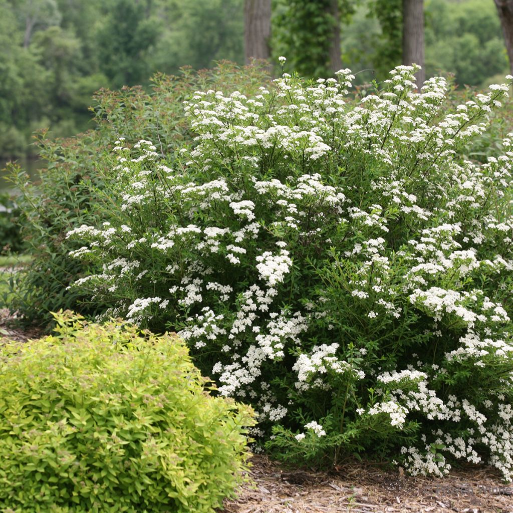Spiraea nipponica Wedding Cake