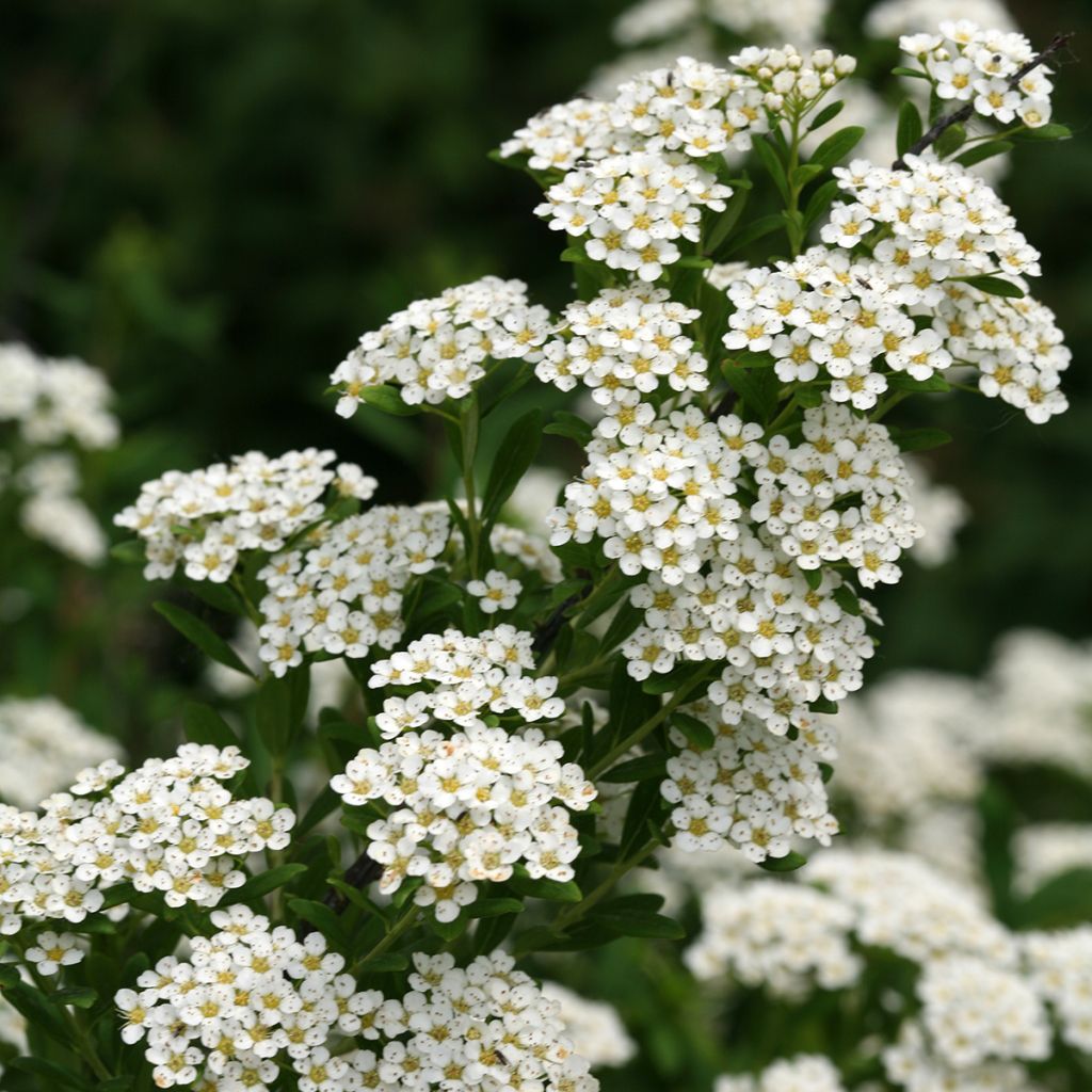 Spiraea nipponica Wedding Cake