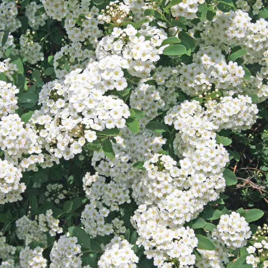 Spirea vanhouttei - Spirea bianca