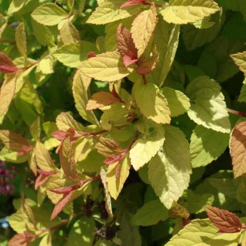 Spirea japonica Golden Princess - Spirea del Giappone