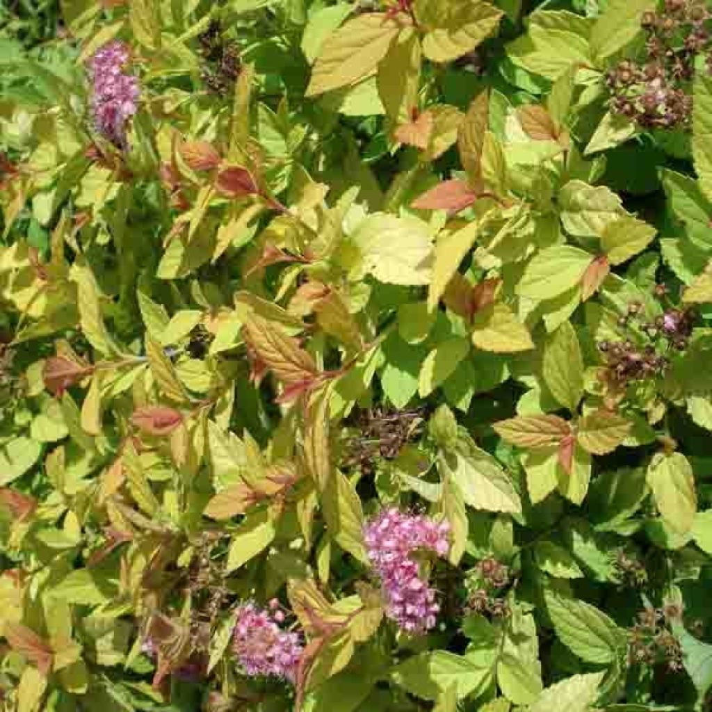 Spirea japonica Golden Princess - Spirea del Giappone