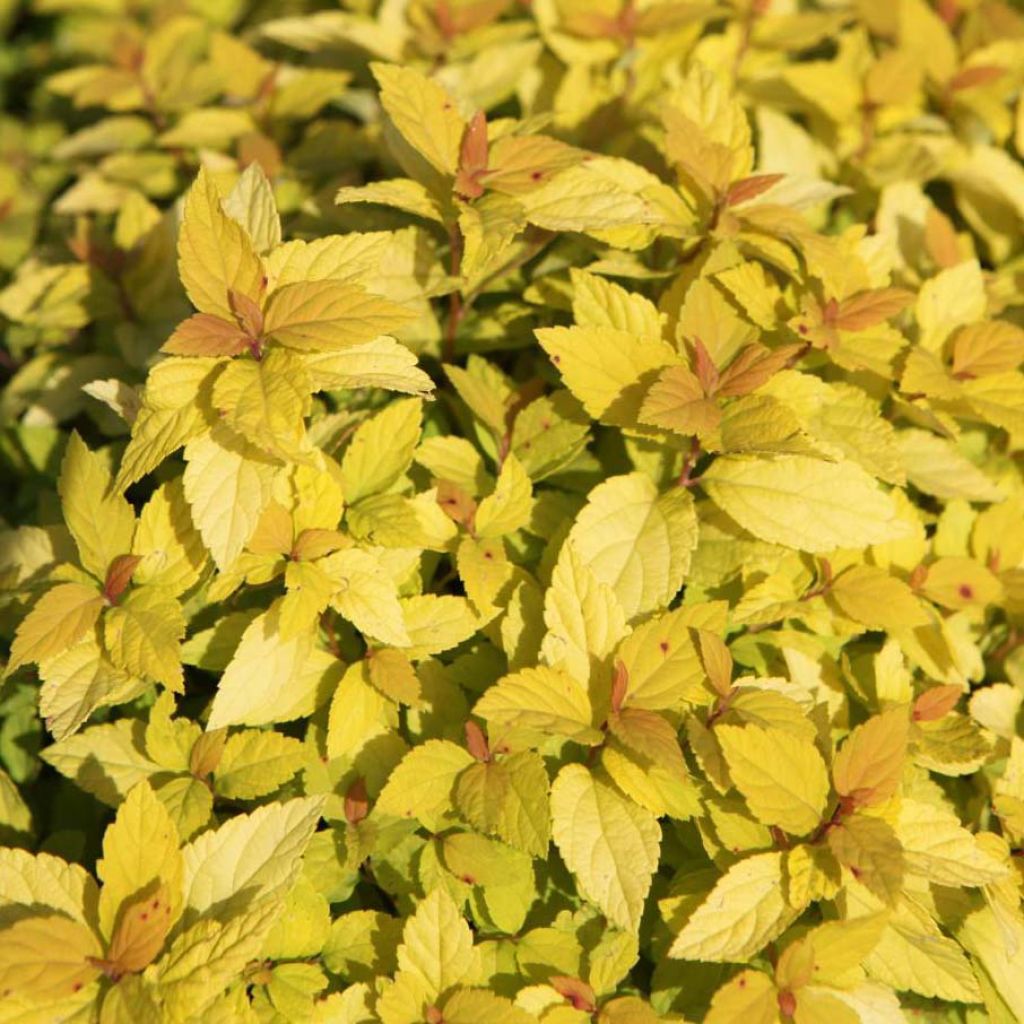 Spirea japonica Goldmound - Spirea del Giappone