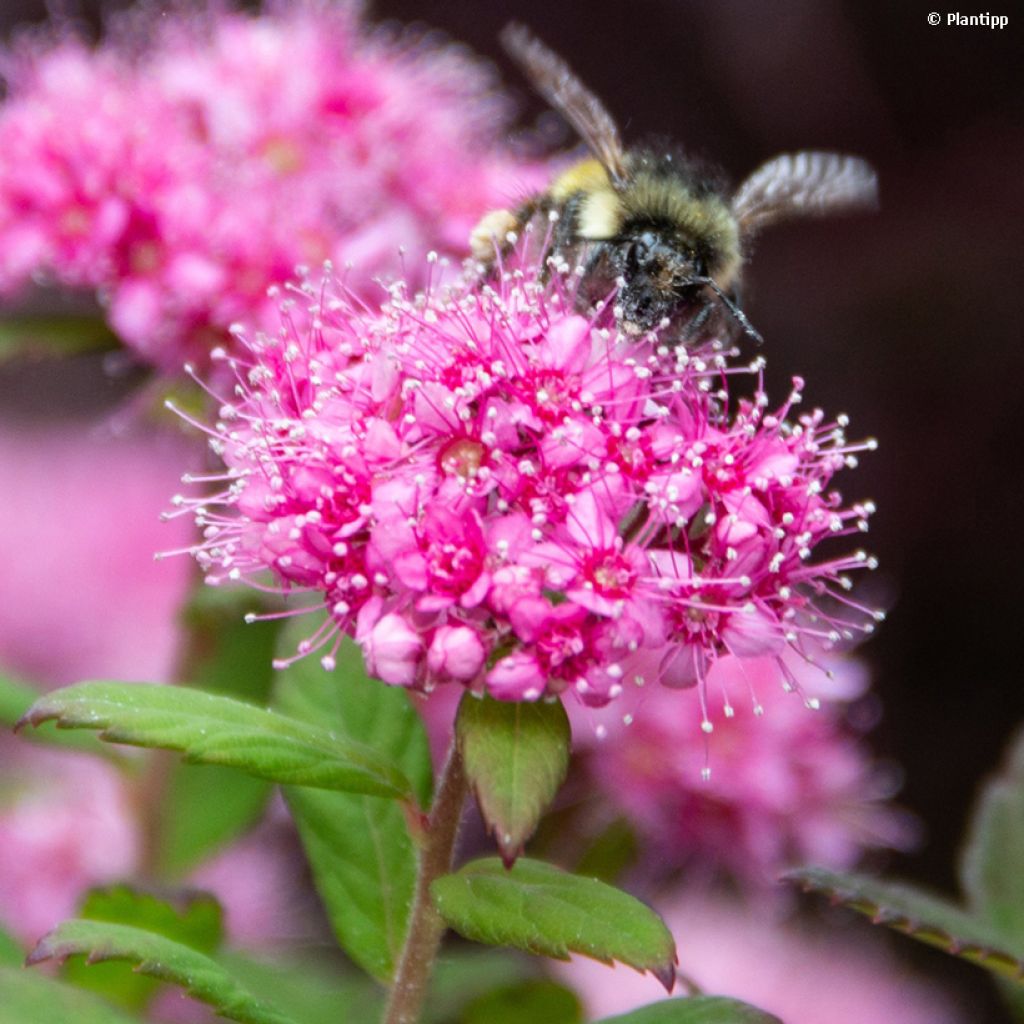 Spirea japonica Odessa - Spirea del Giappone