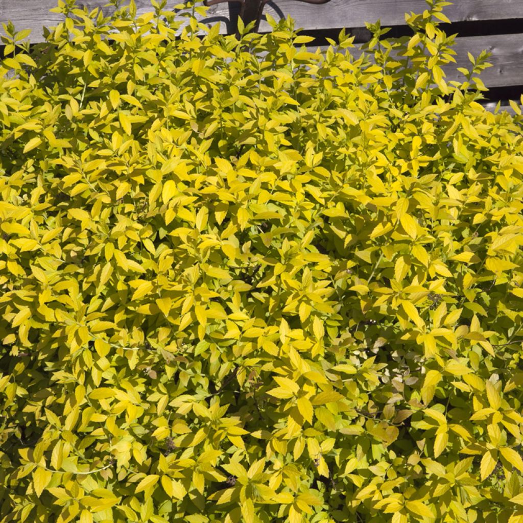 Spirea japonica White Gold - Spirea del Giappone