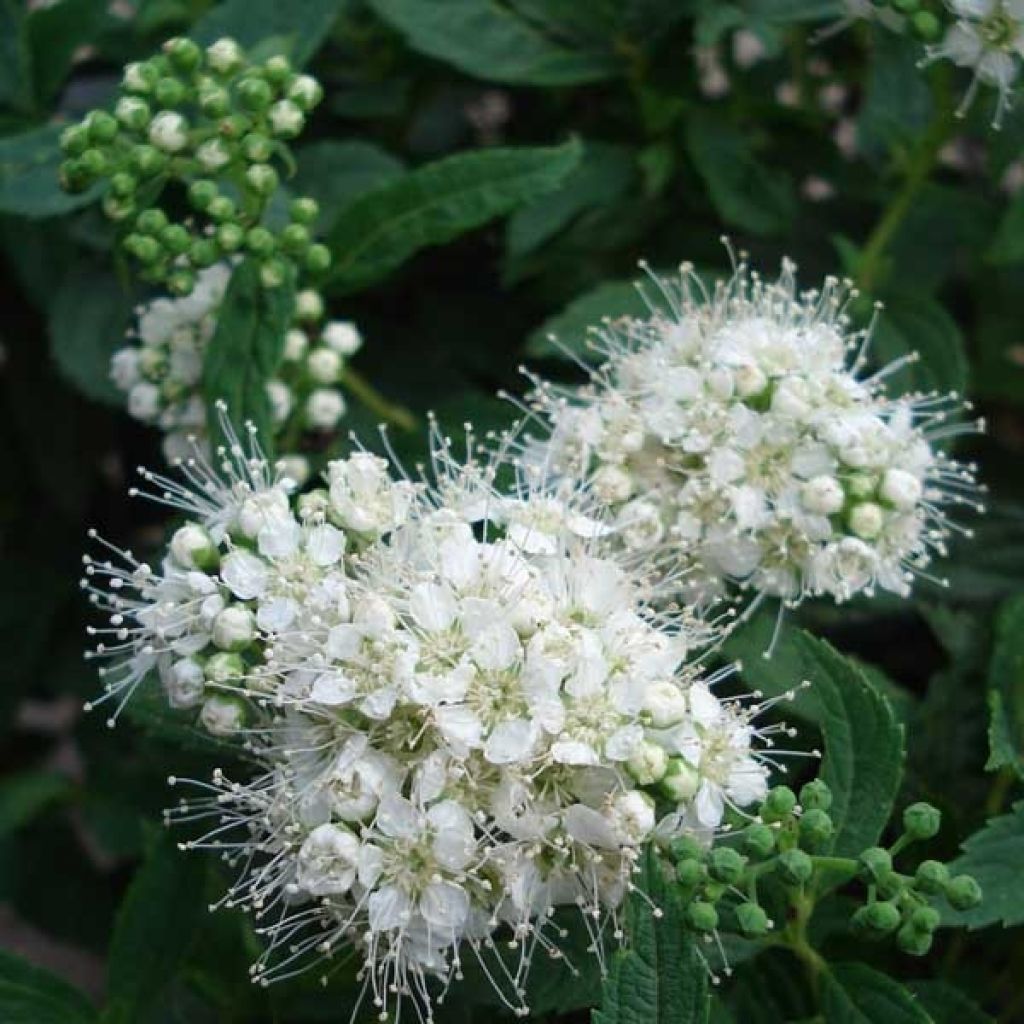 Spirea japonica Albiflora - Spirea del Giappone