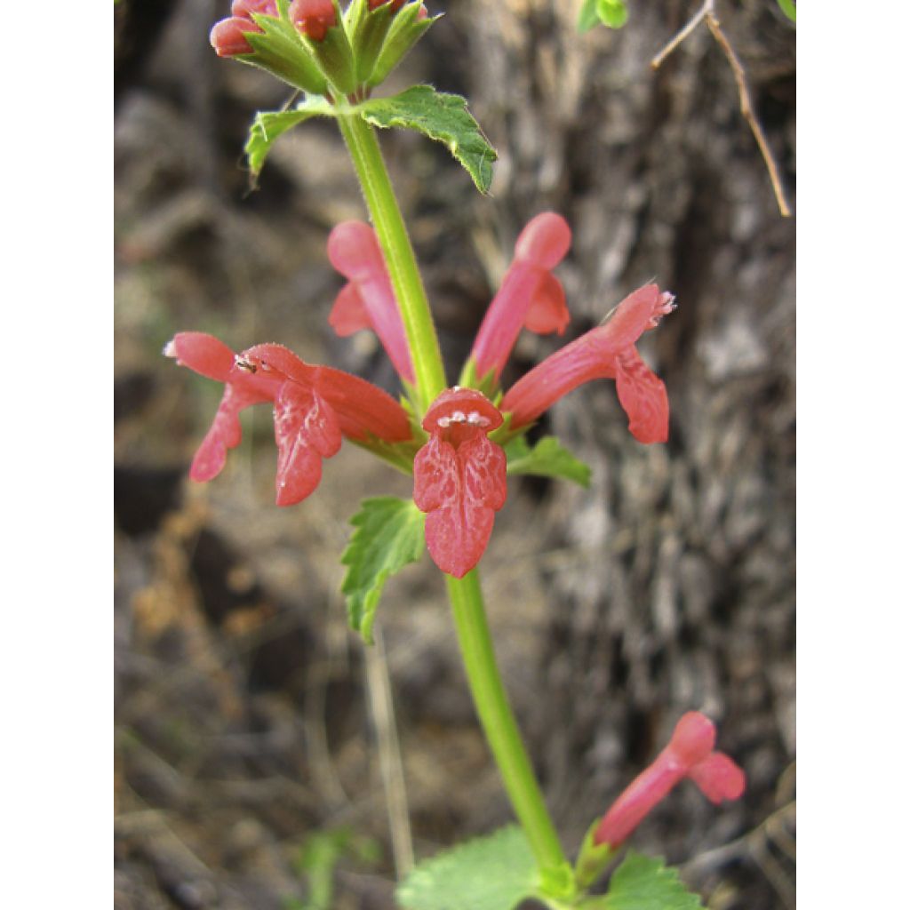 Stachys coccinea - Epiaire rouge