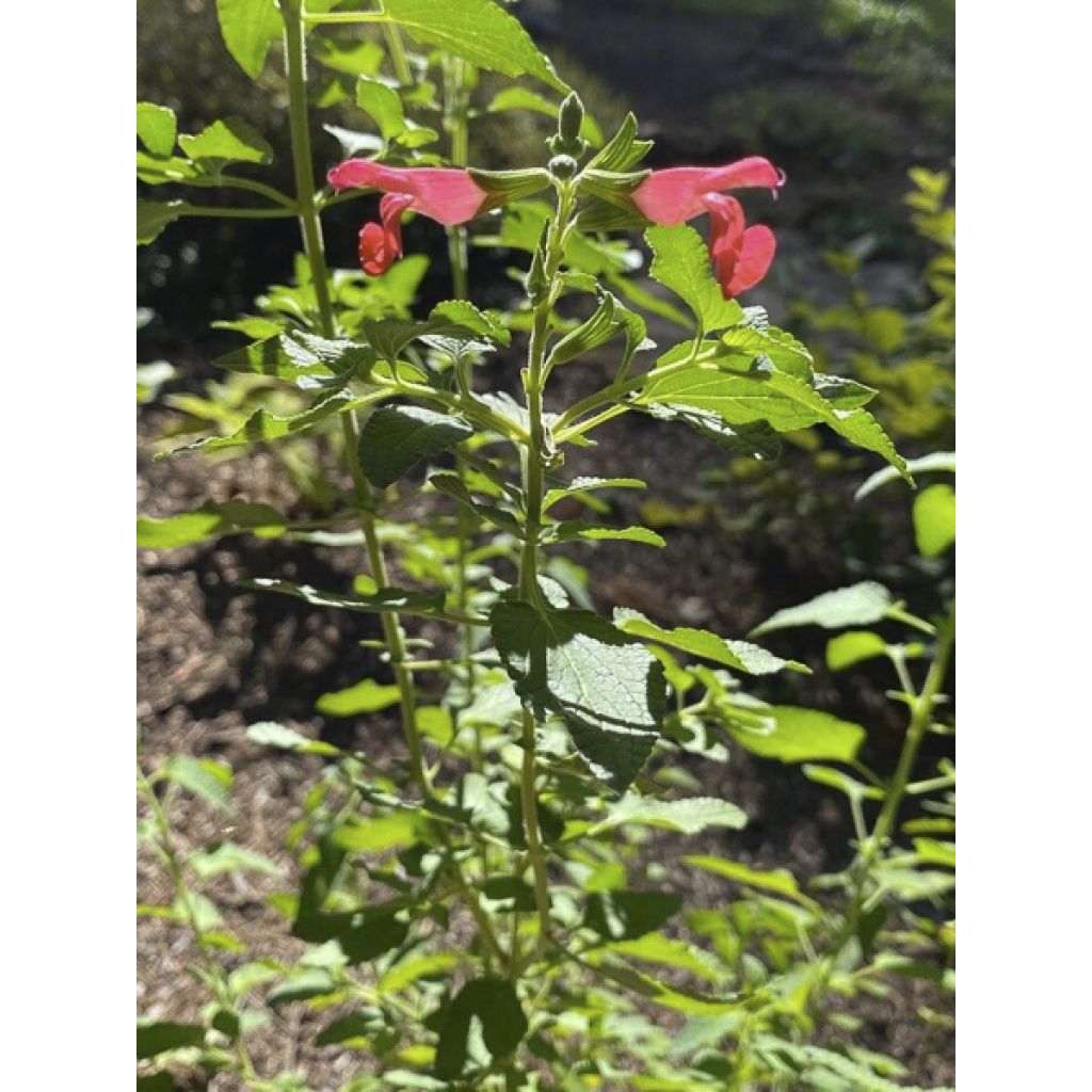 Stachys coccinea - Epiaire rouge