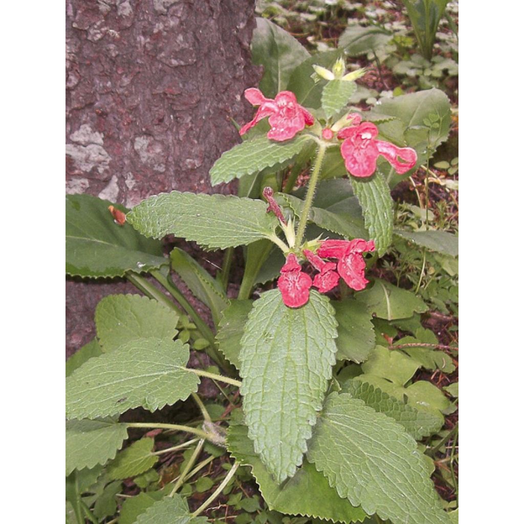 Stachys coccinea - Epiaire rouge