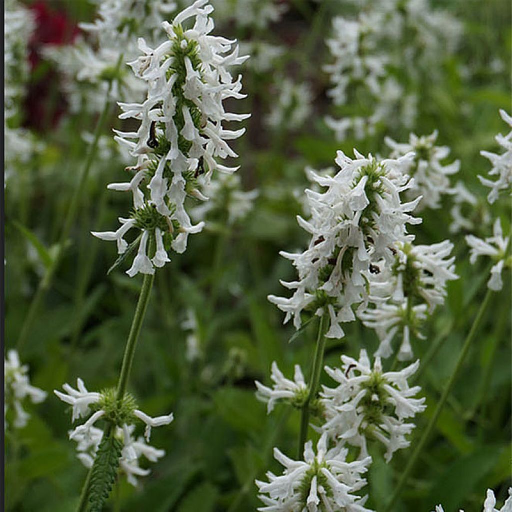 Stachys officinalis Alba - Betonica comune