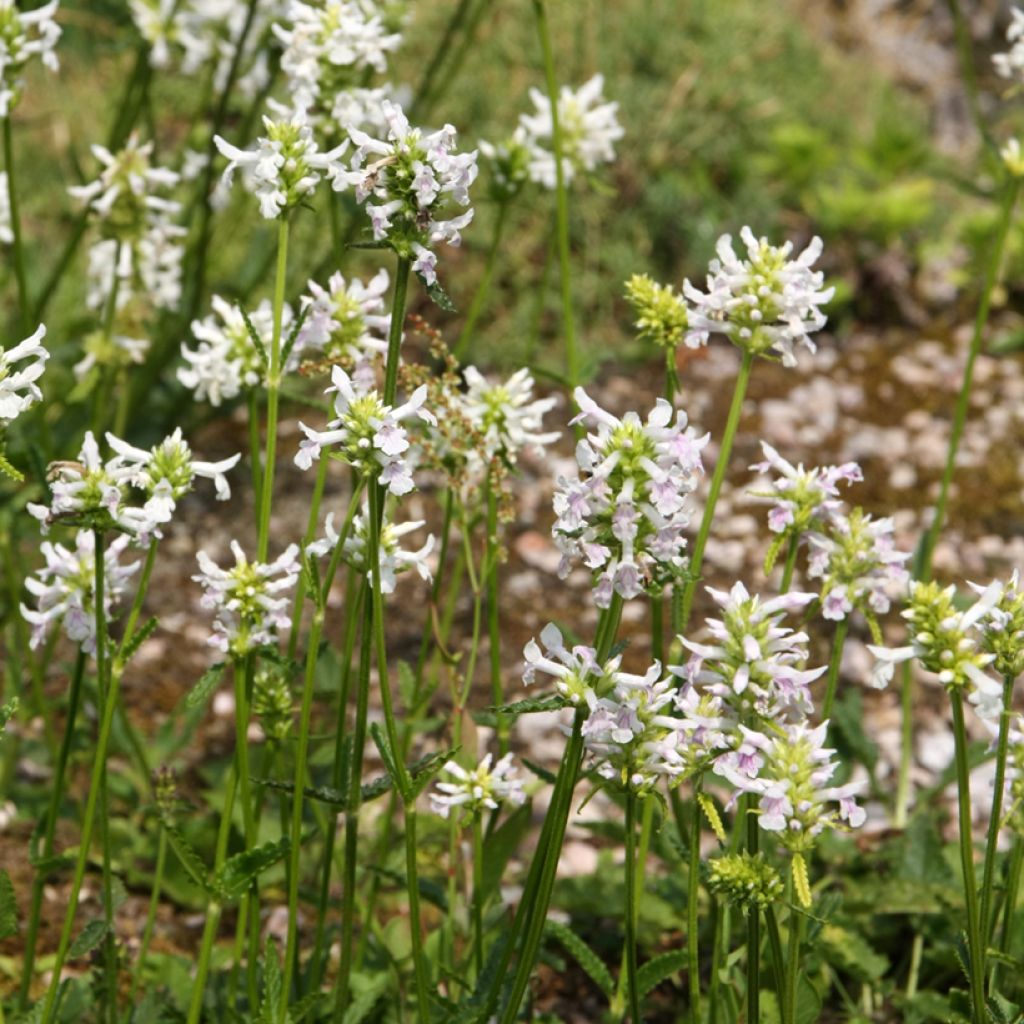 Stachys officinalis Alba - Betonica comune