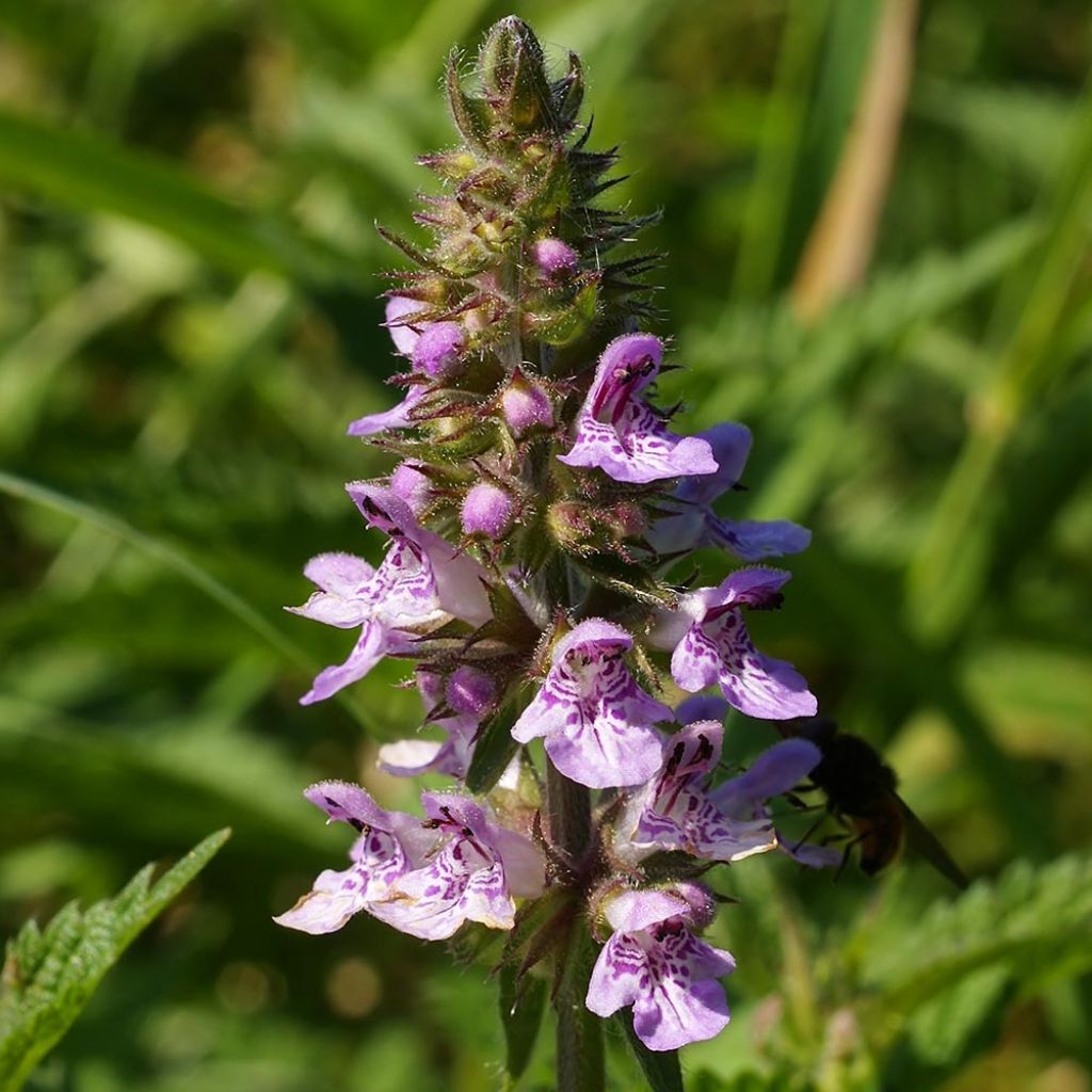 Stachys palustris - Stregona palustre