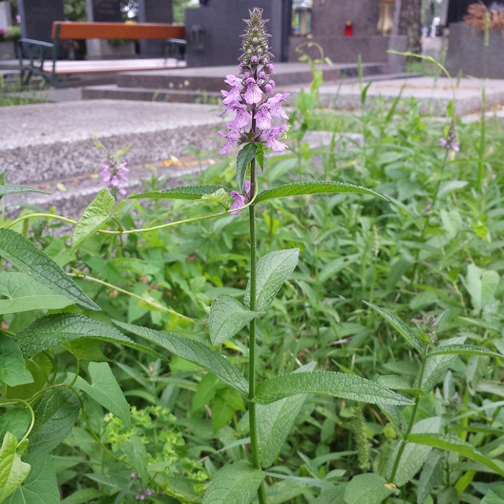 Stachys palustris - Stregona palustre