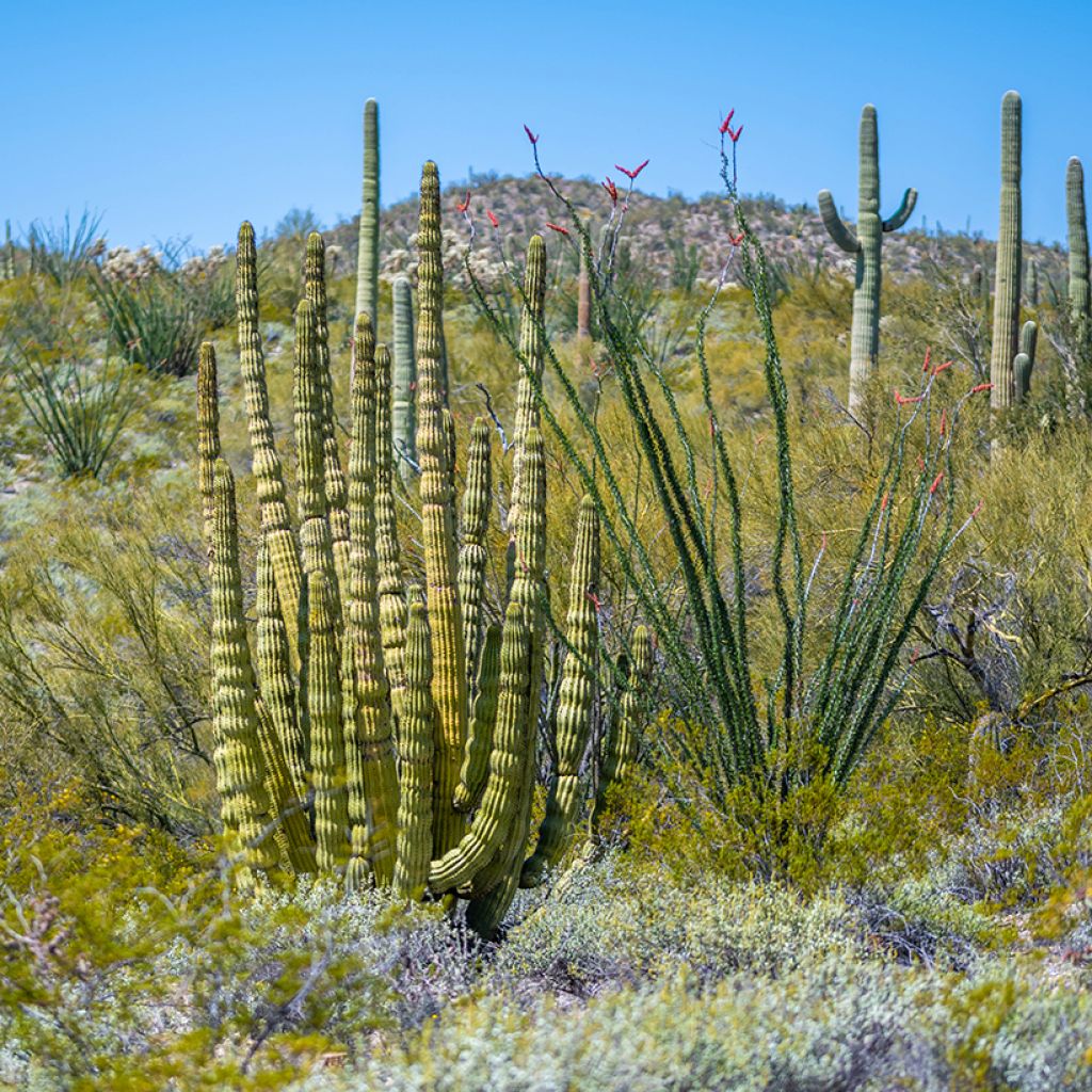 Cactus - Stenocereus thurberi