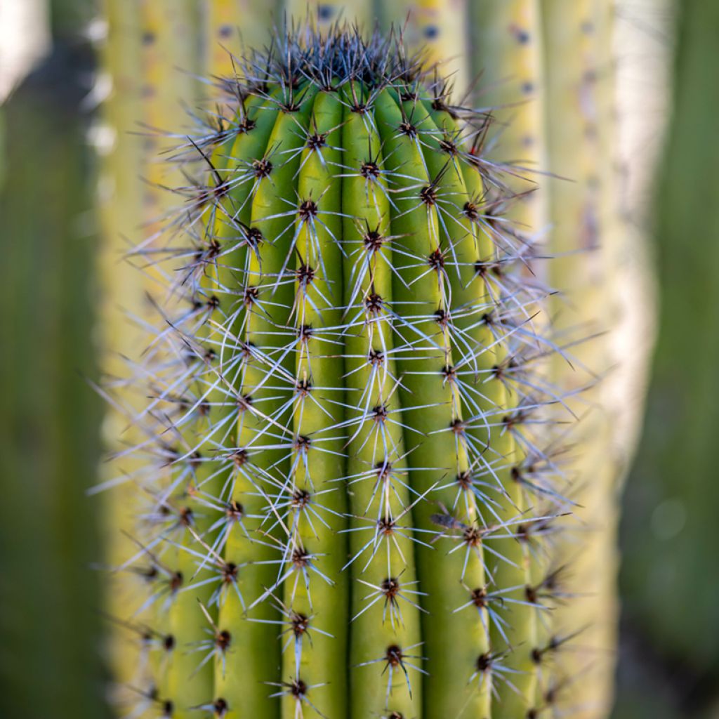 Cactus - Stenocereus thurberi
