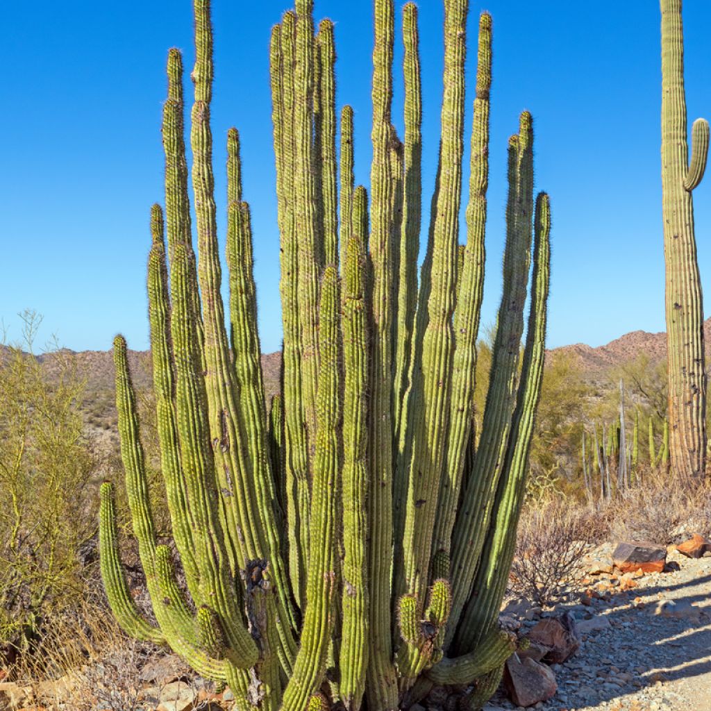 Cactus - Stenocereus thurberi