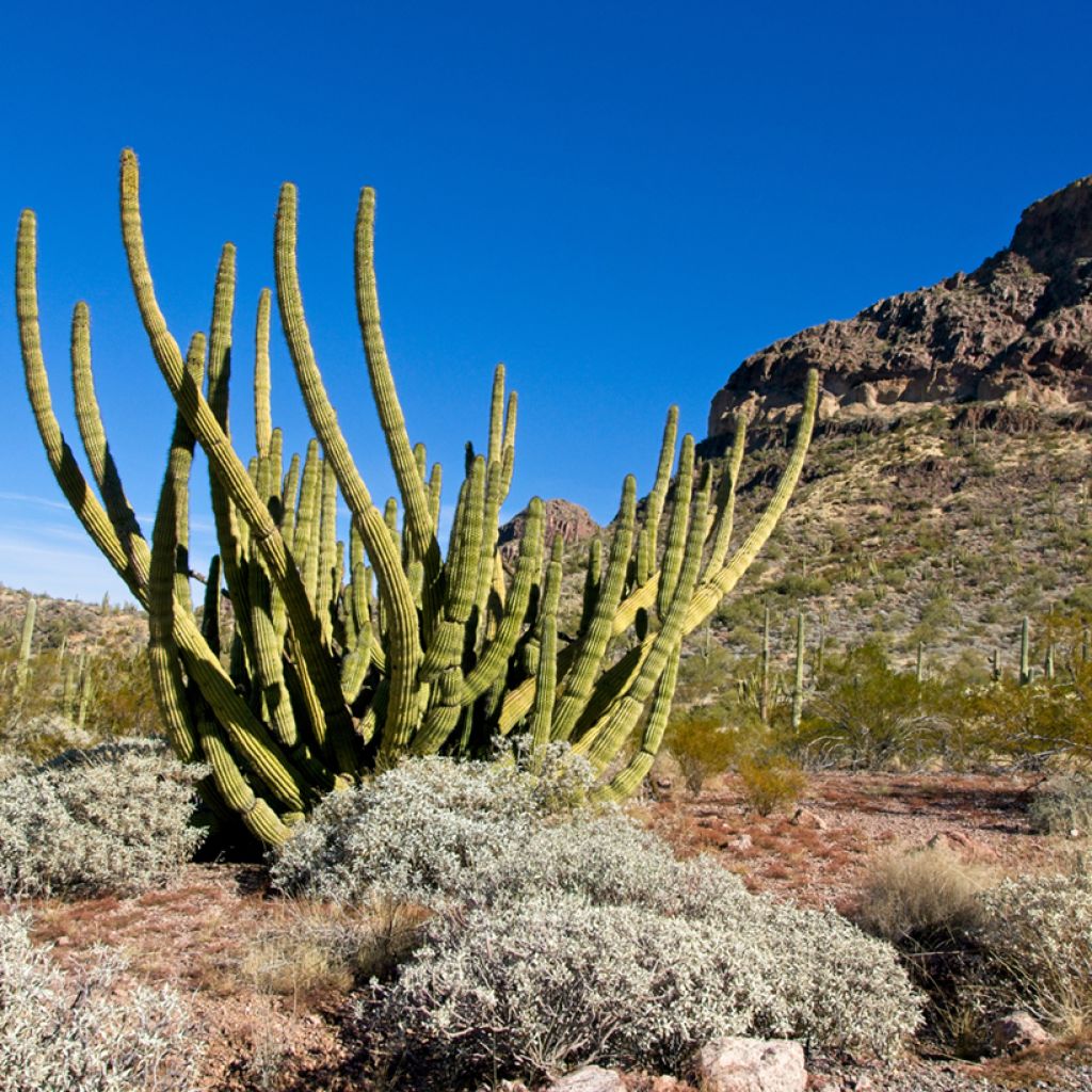 Cactus - Stenocereus thurberi
