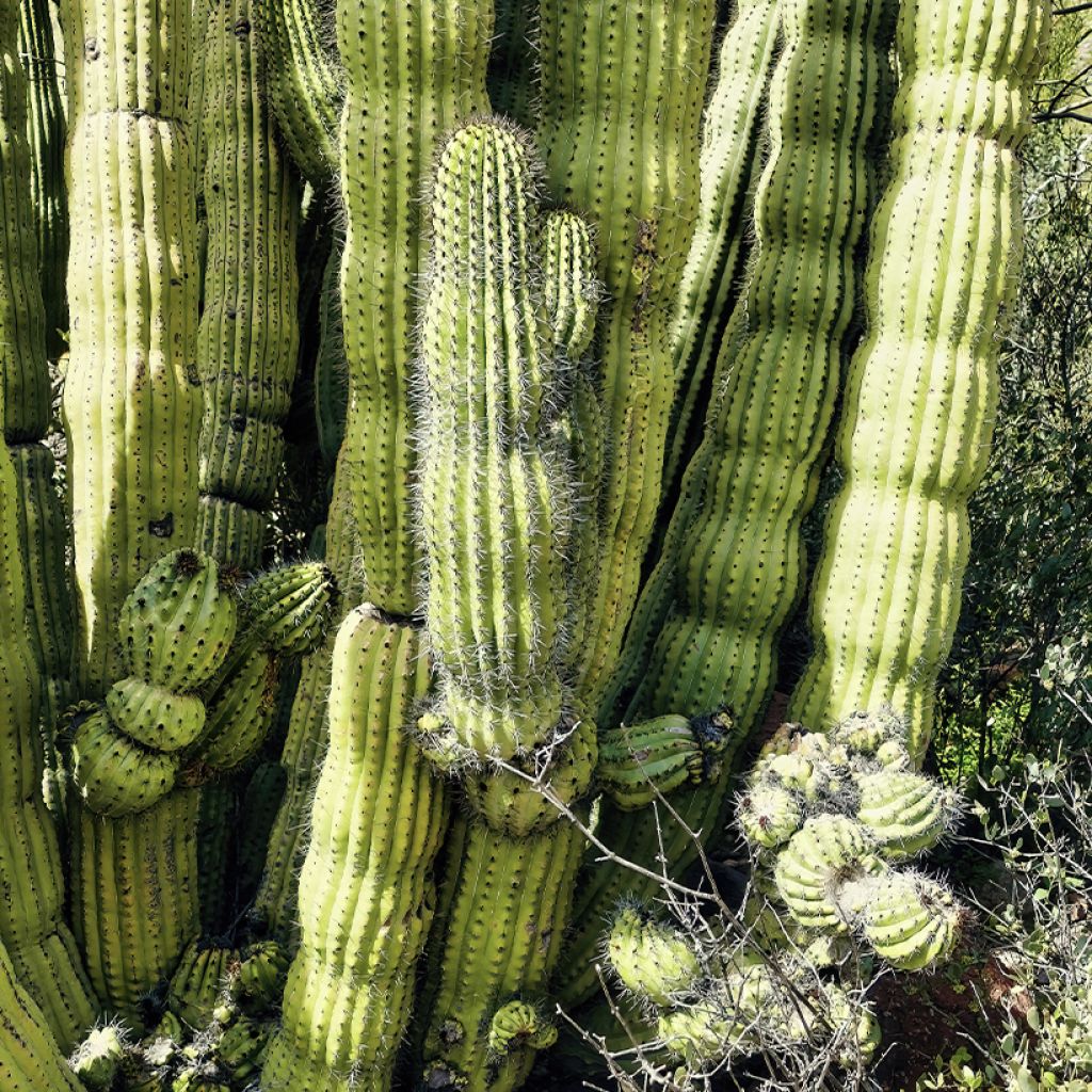 Cactus - Stenocereus thurberi