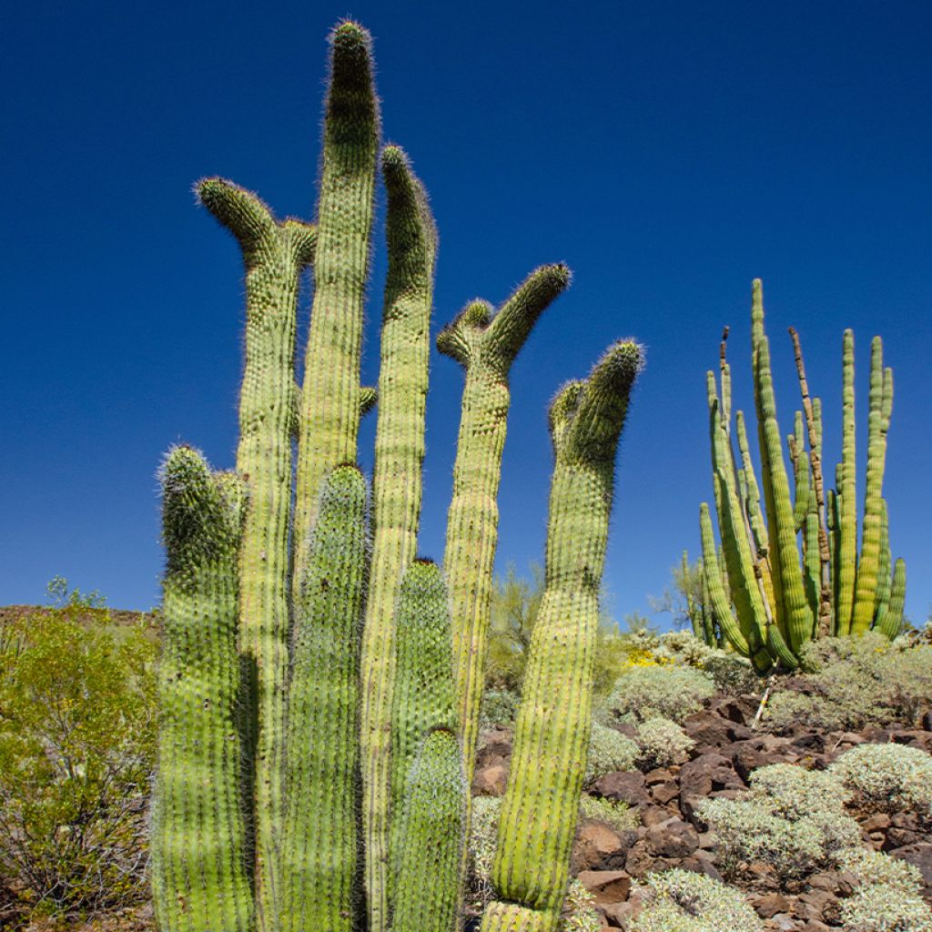 Cactus - Stenocereus thurberi