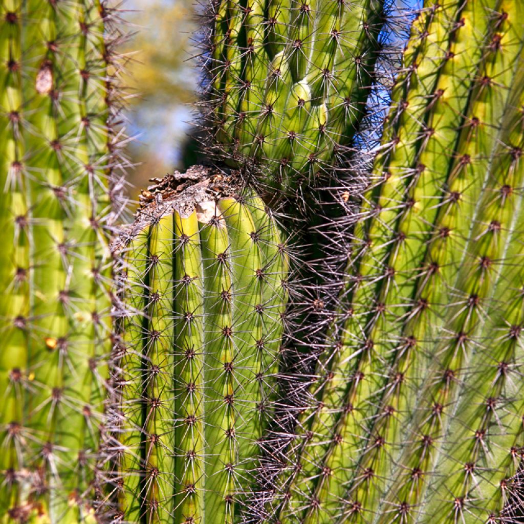 Cactus - Stenocereus thurberi
