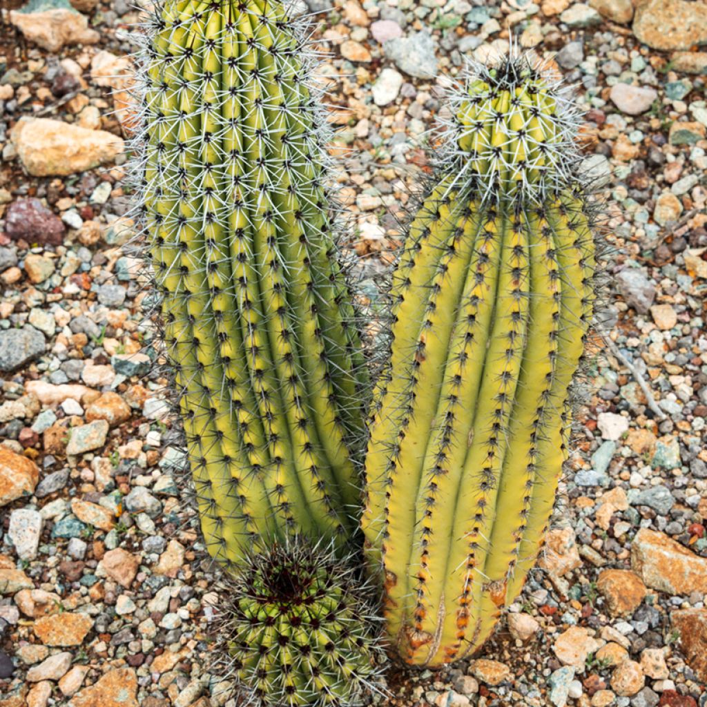 Cactus - Stenocereus thurberi