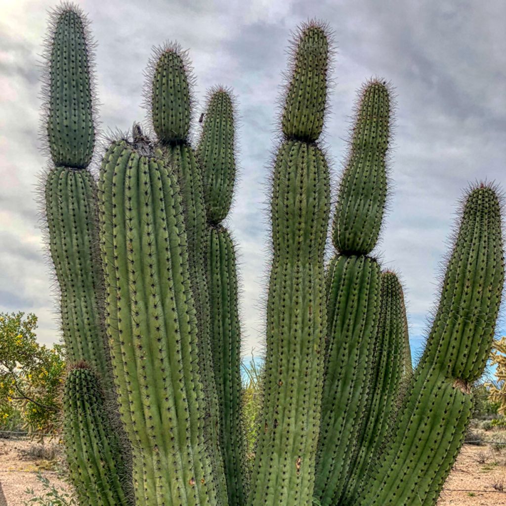 Cactus - Stenocereus thurberi
