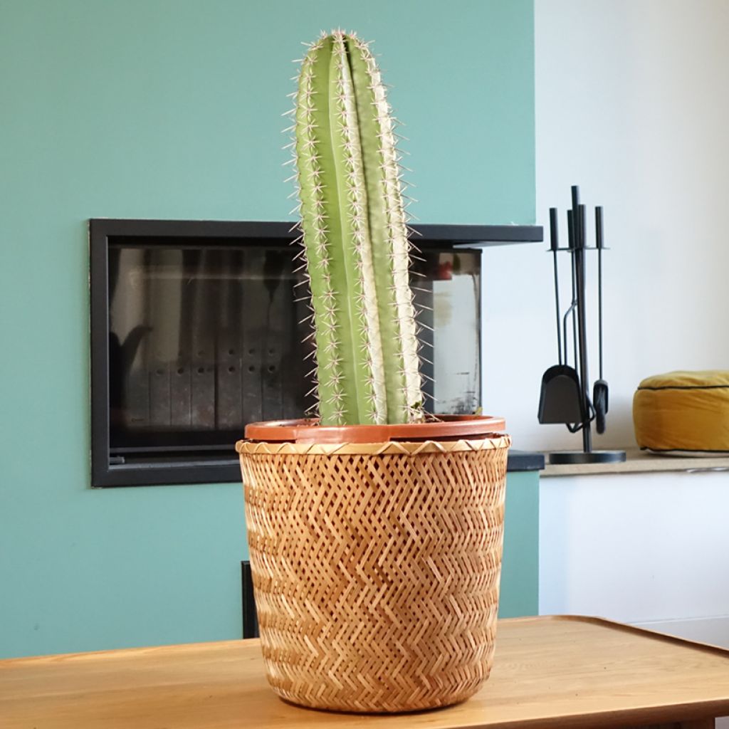 Cactus - Stenocereus griseus